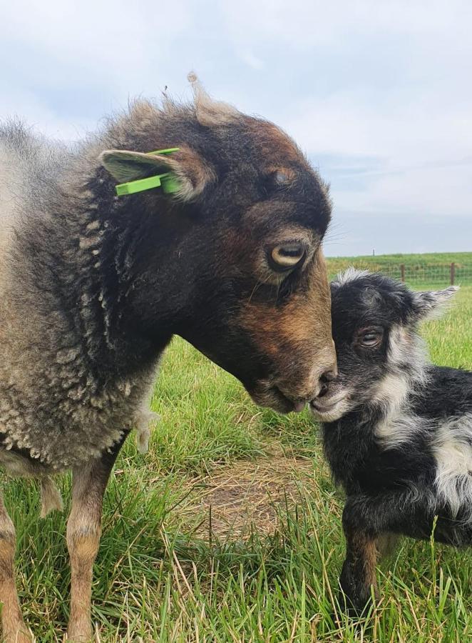 Vakantieboerderij Huize Nuis * Noordbeemster
